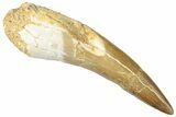 Fossil Plesiosaur (Zarafasaura) Tooth - Morocco #296354-1